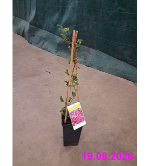 Clematis 'My Darling'® RP 1,6 L